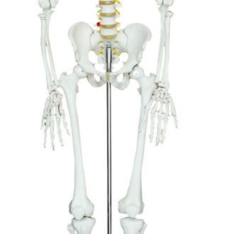 Squelette Humain