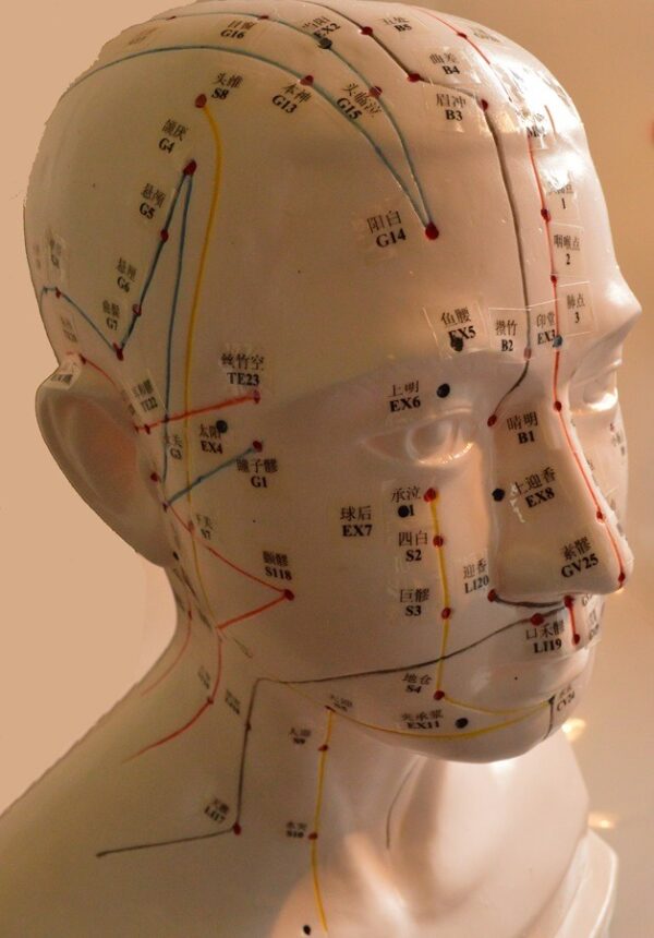 Tête d'Acupuncture échelle 1:1