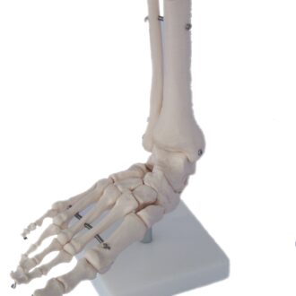 Squelette de pied