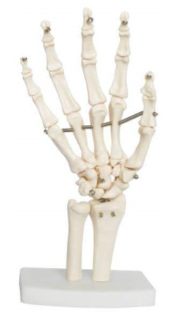 Squelette de main