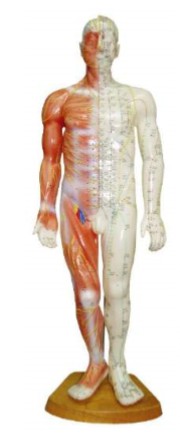 Mannequin acupuncture-muscles