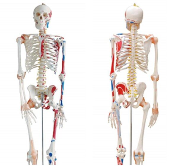 squelette ligaments et muscles